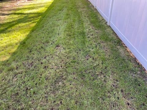 Gallery photos for Transform Your Lawn with J&J LawnCare Service: Image #2