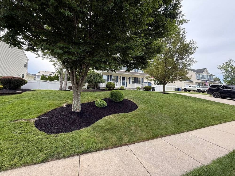 Lush green lawn with black mulch and decorative shrubs in a residential neighborhood.